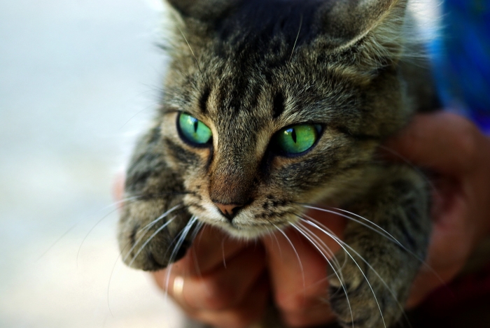 http://www.infoorel.ru/user_foto/fotogal/2012/10/09/83b0eae666a758c01315a771fb04f5aa.jpeg