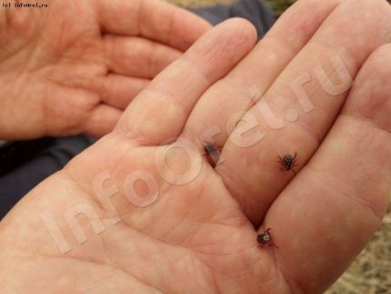Орловские клещи снова активизировались из-за «бабьего лета» 