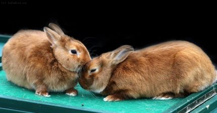 Орловцы смогут посмотреть на очаровательных кроликов и великолепие разнообразных пород домашней птицы